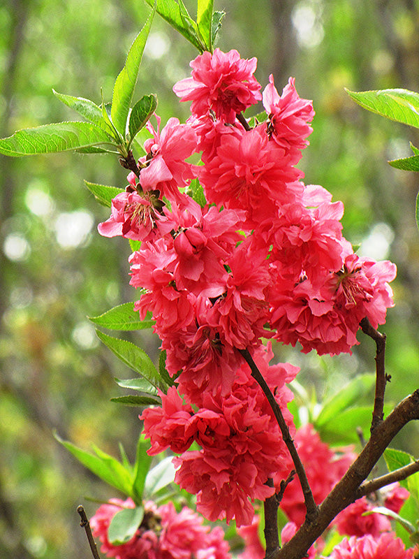 Prunus persica 'Early Red' (Double Red Flowering Peach)