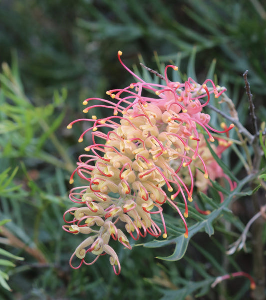 Grevillea 'Coconut Ice'