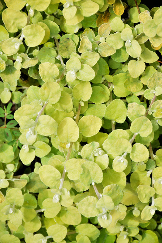 Helichrysum Petiolare Lemon (Lemon Licorice Plant)