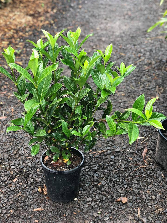 Gardenia Magnifica (Magnificent Gardenia)