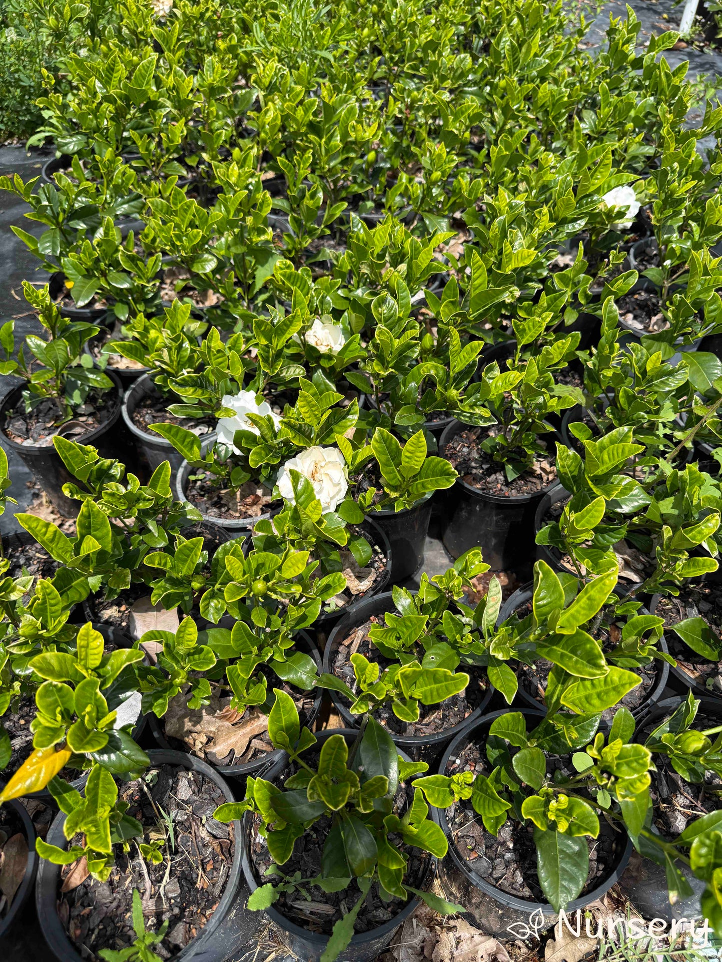 Gardenia Florida (Florida Gardenia) stock in pots ready for sale, displaying more pots with white flowers and glossy green foliage.