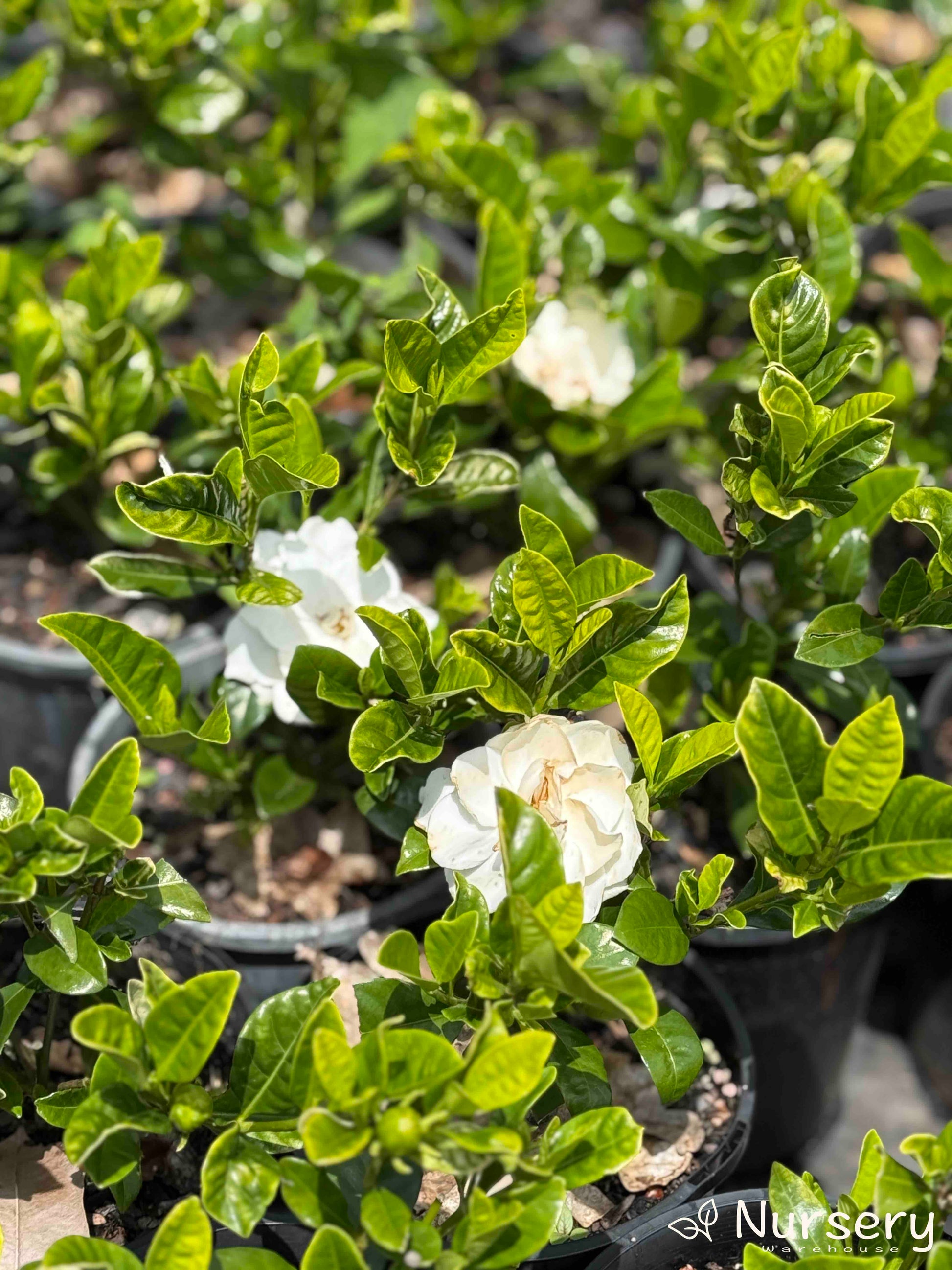 Gardenia Florida (Florida Gardenia) stock in pots ready for sale, some showcasing fragrant white flowers and lush green leaves.