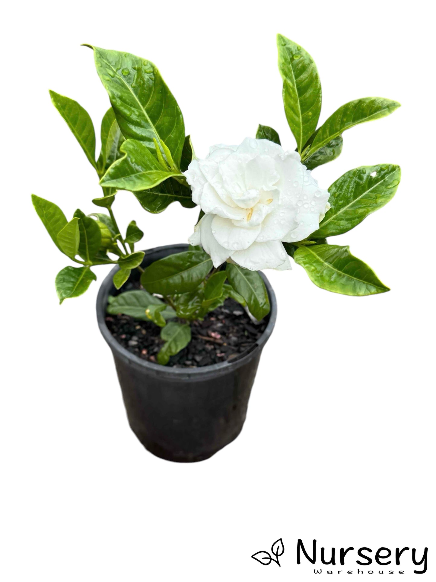 Gardenia Florida in a 140mm pot, ready for sale with lush green leaves and buds.