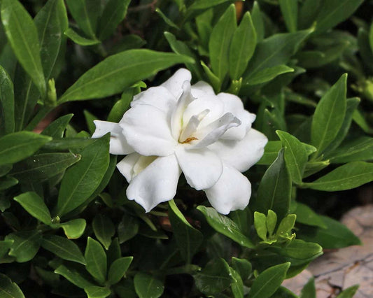 Gardenia Jasminoides ‘Radicans’ (Dwarf Gardenia)