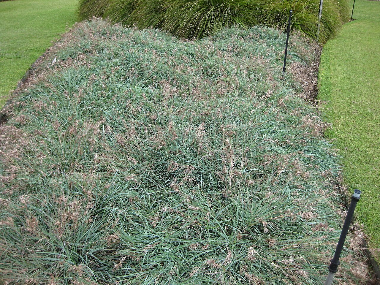 Themeda Australis (Kangaroo Grass)