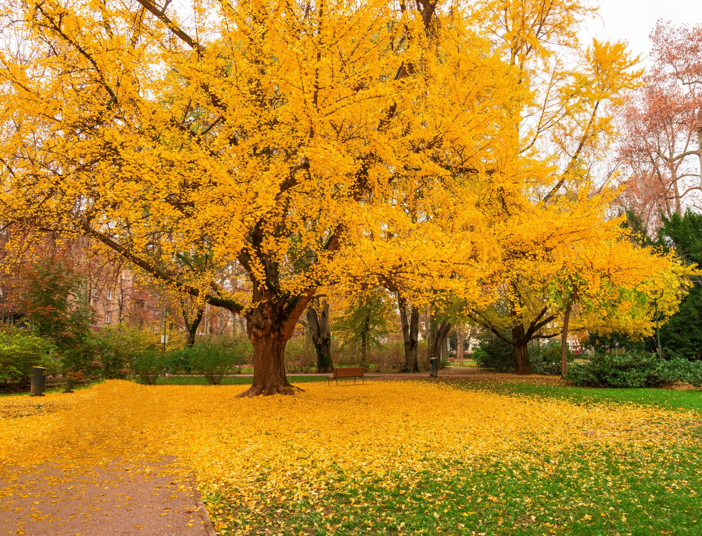 Ginkgo Biloba (Maidenhair Tree) with bright orange autumn leaves and fallen leaves scattered in a park setting, creating a vibrant seasonal display.