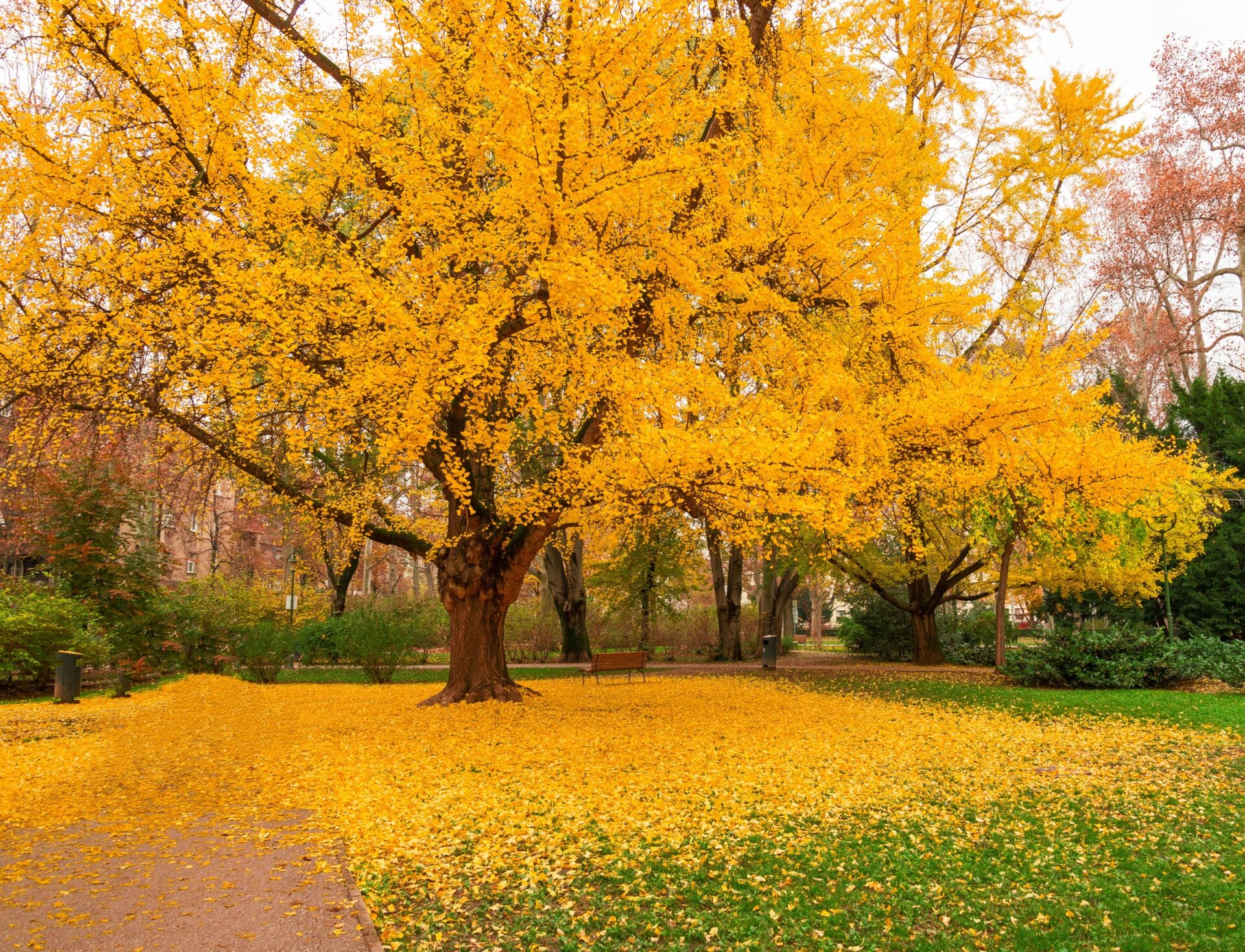 Ginkgo Biloba (Maidenhair Tree) with bright orange autumn leaves and fallen leaves scattered in a park setting, creating a vibrant seasonal display.