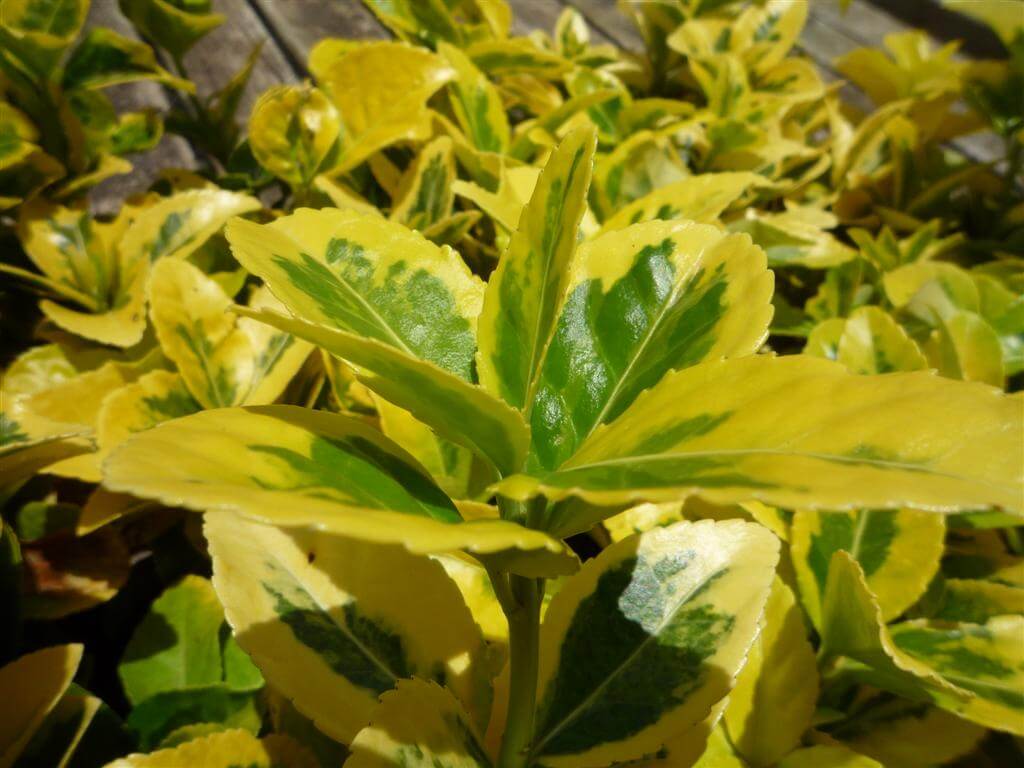 Euonymus Japonicus Variegated