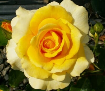 Rose 'Gold Bunny Yellow'