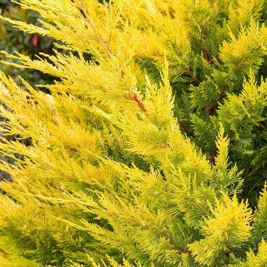 Cupressocyparis Leylandii Gold (Gold Rider Cypress)