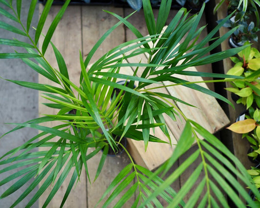 Top-down view of Dypsis Lutescens (Golden Cane Palm) showcasing its lush, arching green fronds.