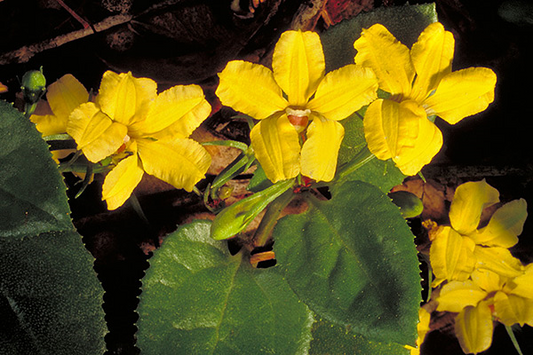 Goodenia Ovata (Prostrate Hop Goodenia)