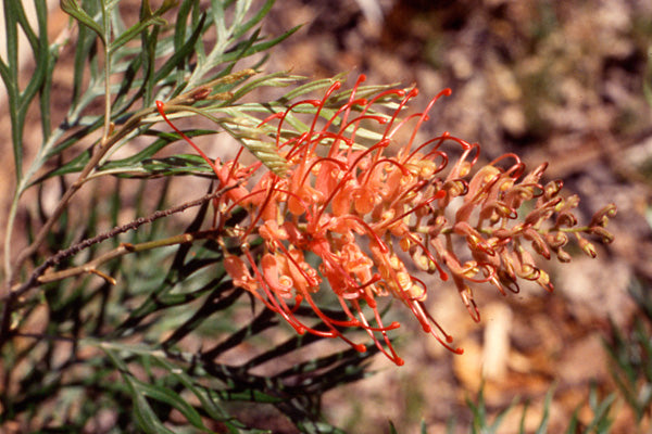 Grevillea 'Coconut Ice' – Hardy Evergreen Shrub for Birds and ...