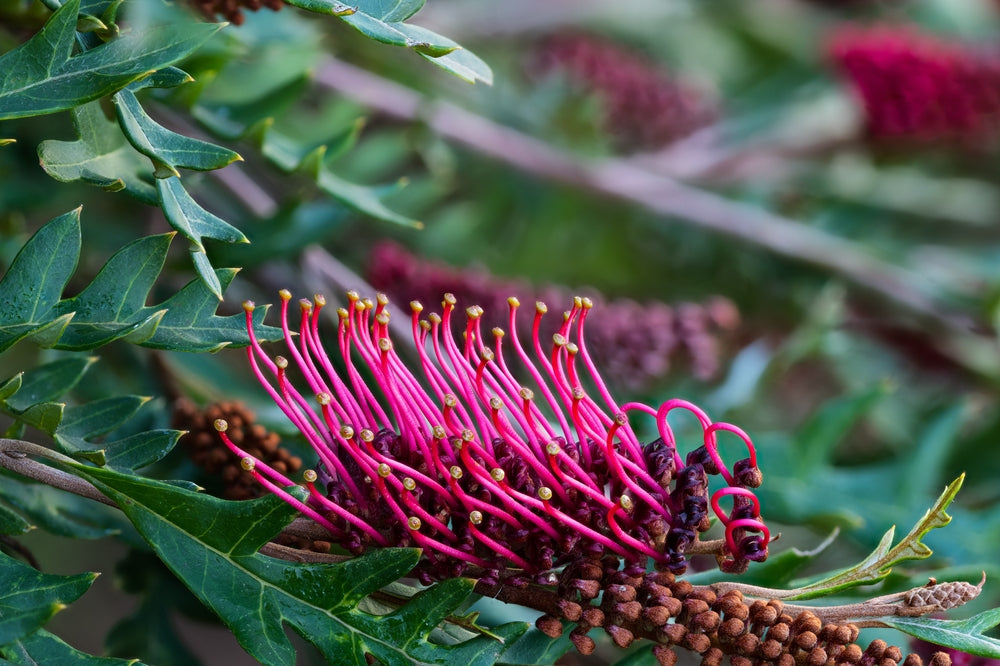 Grevillea 'Fanfare'