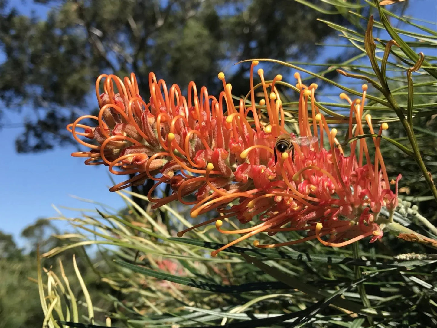 Grevillea 'Honey Barbara'