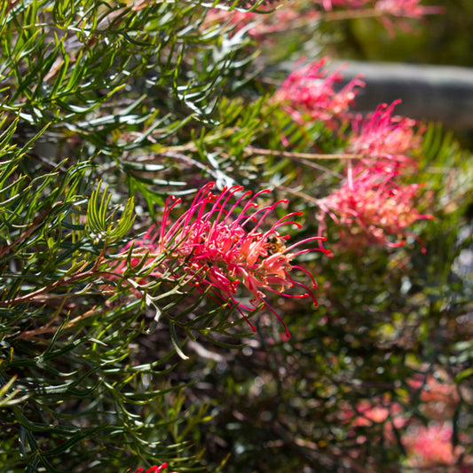 Grevillea 'Little Robyn'