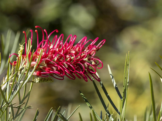 Grevillea 'Lollypops'