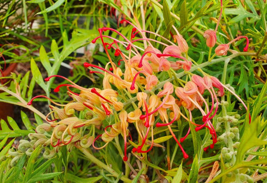 Grevillea 'Loopy Lou"