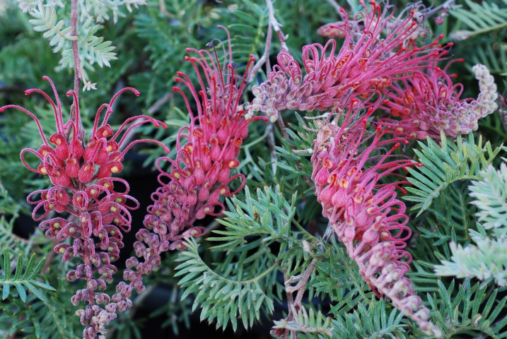 Grevillea 'Molly'