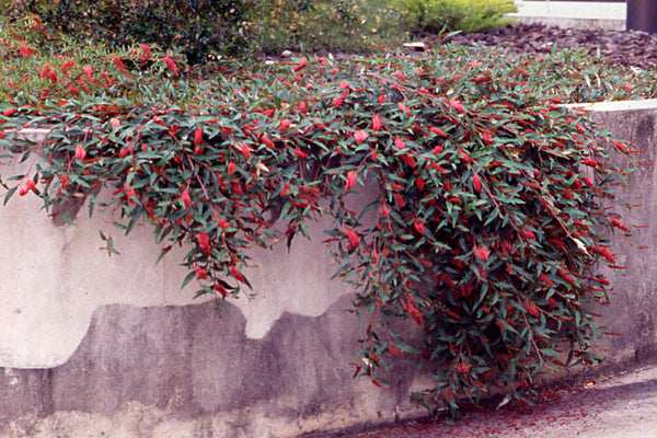 Grevillea 'Poorinda Royal Mantle'