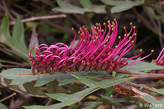 Grevillea 'Poorinda Royal Mantle'