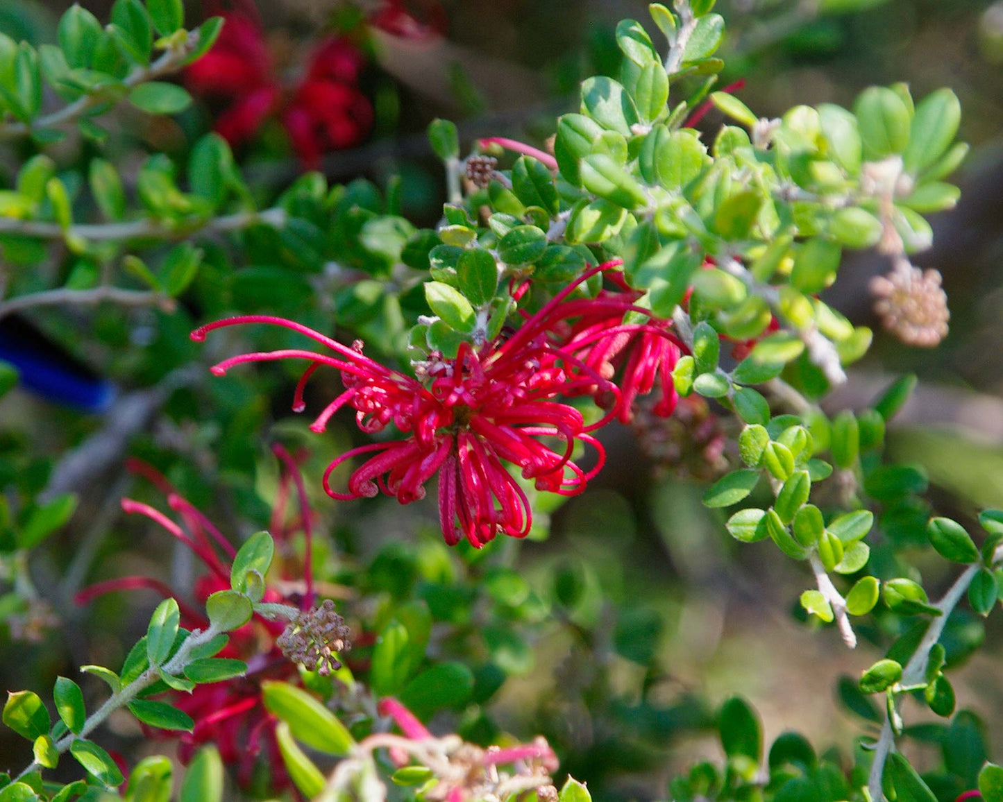 Grevillea 'Sandra Gordon'