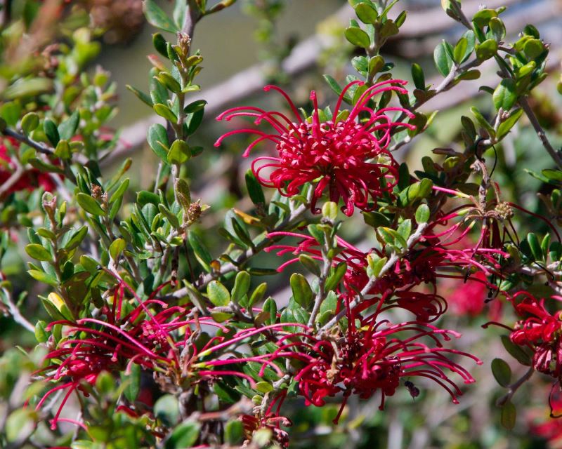 Grevillea 'Sandra Gordon'