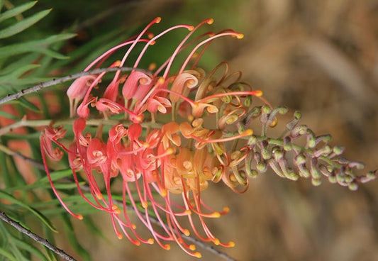 Grevillea 'Superb'