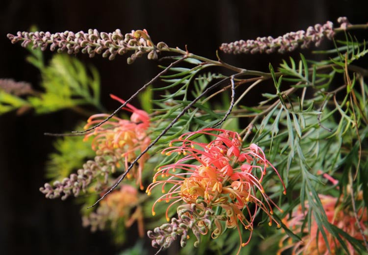 Grevillea 'Superb'