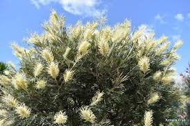 Grevillea 'Moonlight'