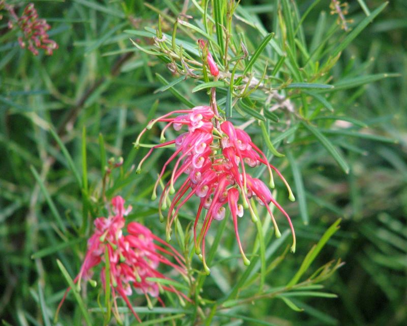 Grevillea pinaster 'Silk Carpet'