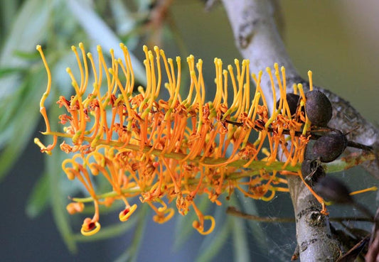 Grevillea Robusta (Silky Oak)