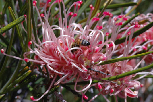 Close-up of Grevillea ‘Aphrodite’s Dream’ showing vibrant pink and red spider-like flowers in full bloom.