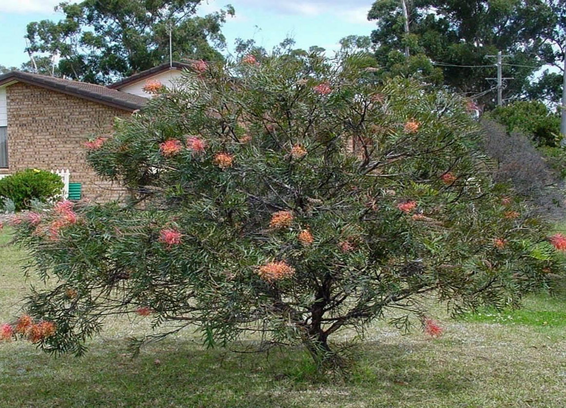 Fully grown Grevillea 'Flamingo' tree in a front yard, showcasing its elegant form and abundant blooms.