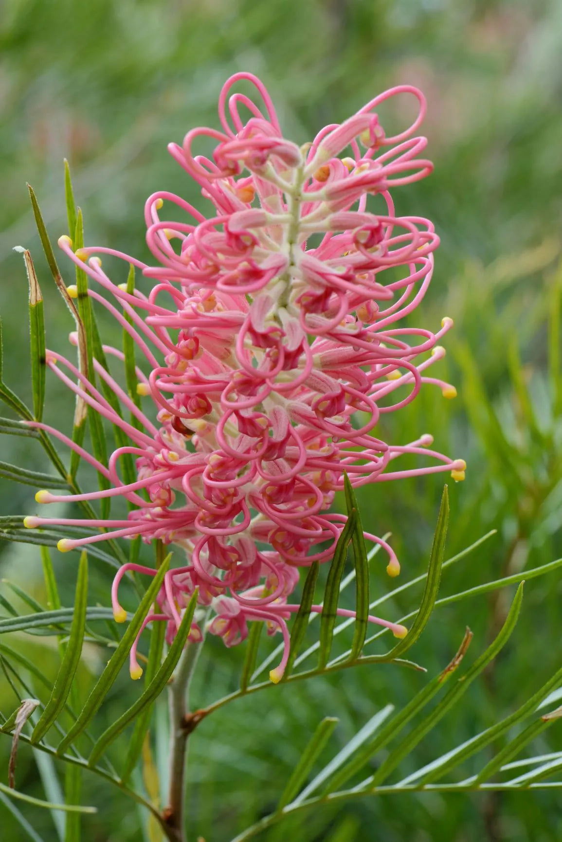 Close-up of Grevillea 'Flamingo' showcasing its stunning reddy-pink blooms in full detail.