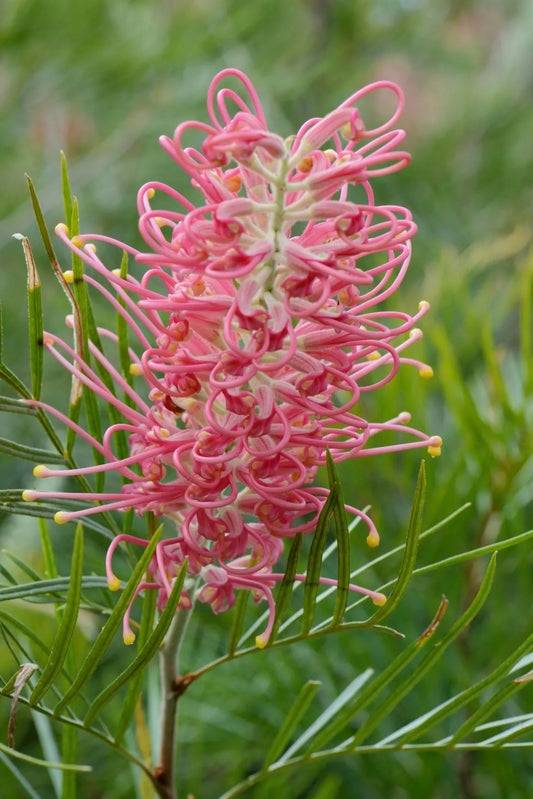 Close-up of Grevillea 'Flamingo' showcasing its stunning reddy-pink blooms in full detail.