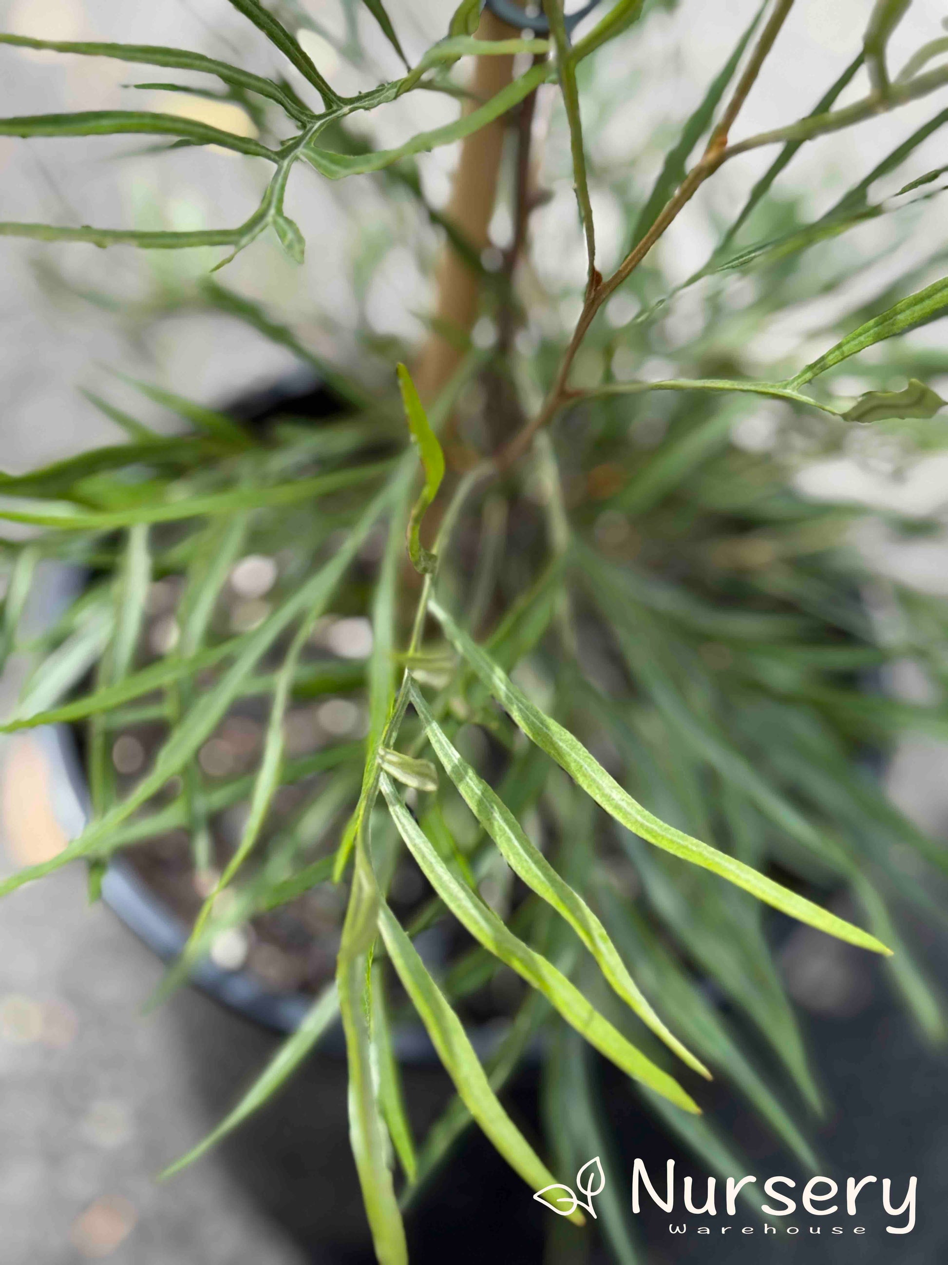 Close-up of Grevillea 'Flamingo' in a pot, highlighting its striking blooms and healthy growth.