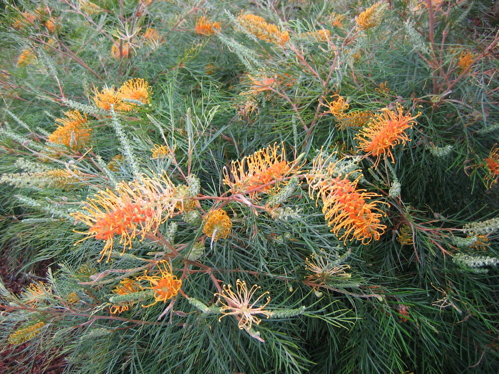 Grevillea 'Honey Gem'