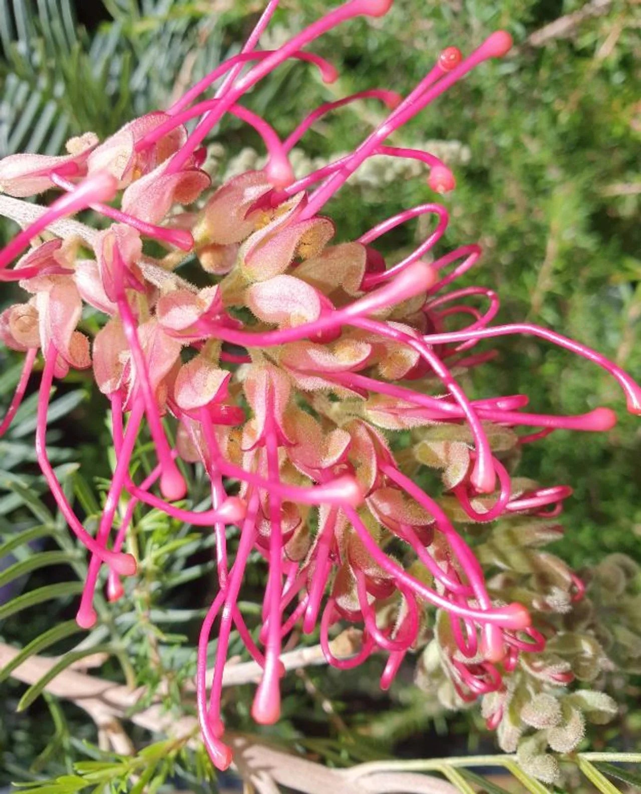 Grevillea 'Lana Maree'