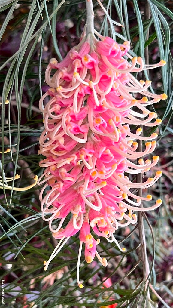 Grevillea ‘Pink Surprise’