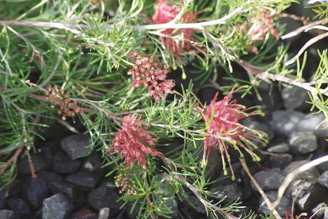 Grevillea pinaster 'Silk Carpet'