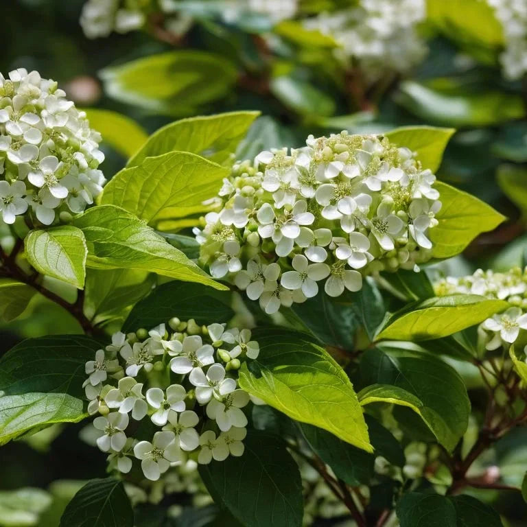 Viburnum Odoratissimum 'Emerald Jewel'