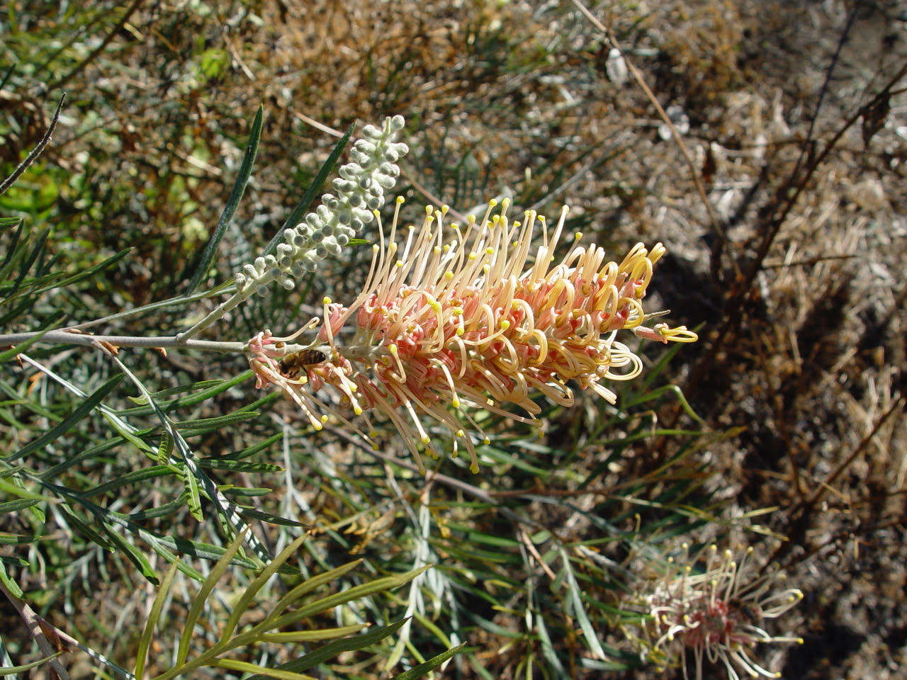 Grevillea 'Kay Williams'