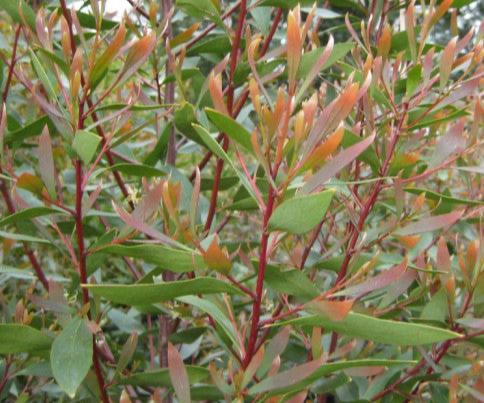 Close-up of Hakea Salicifolia foliage displaying vibrant greens, reds, and orange hues.