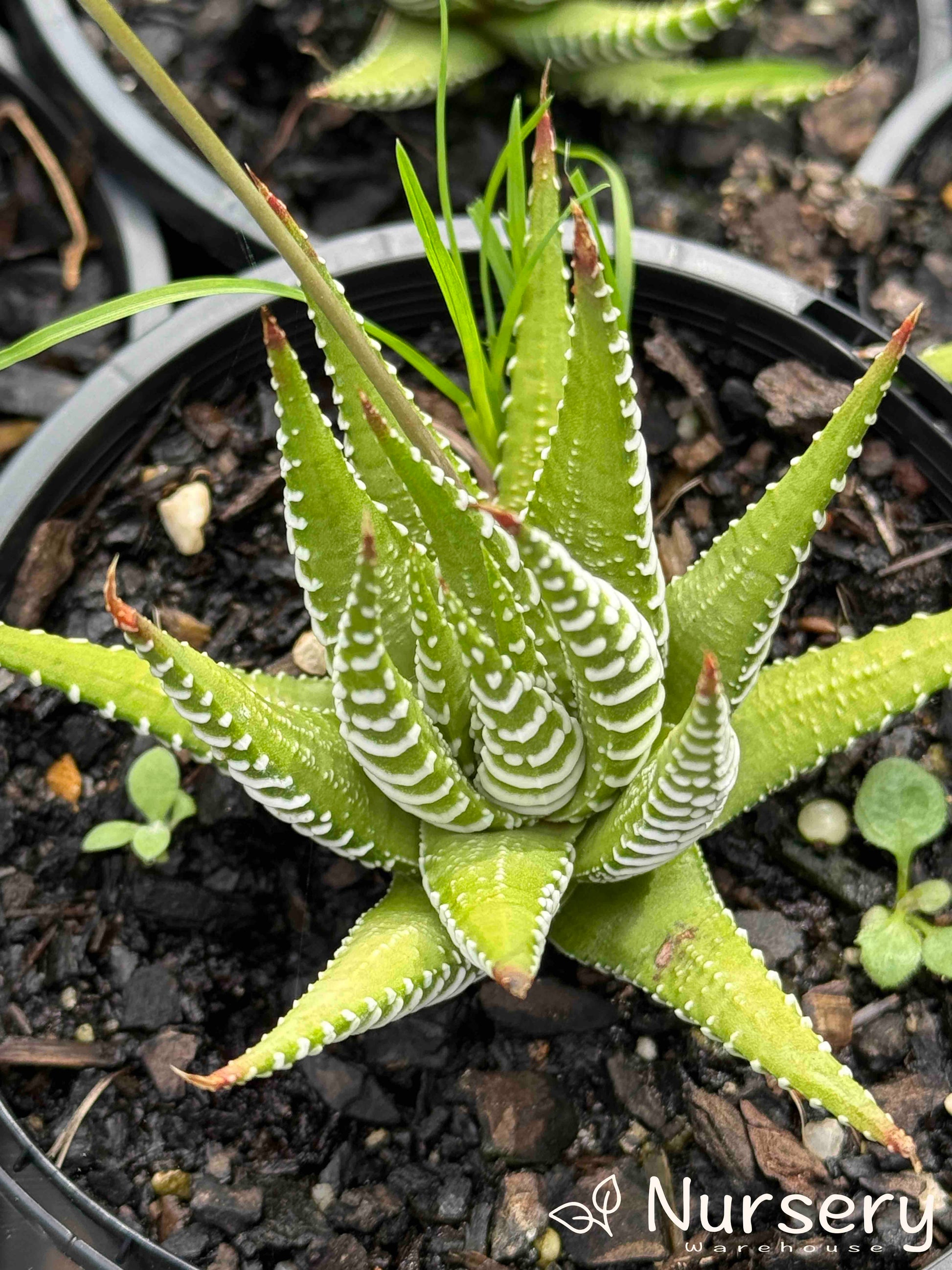 Close-up of a Haworthia Attenuata Variegata Verda plant in a pot ready for sale, highlighting its unique variegated texture and firm, pointed leaves.
