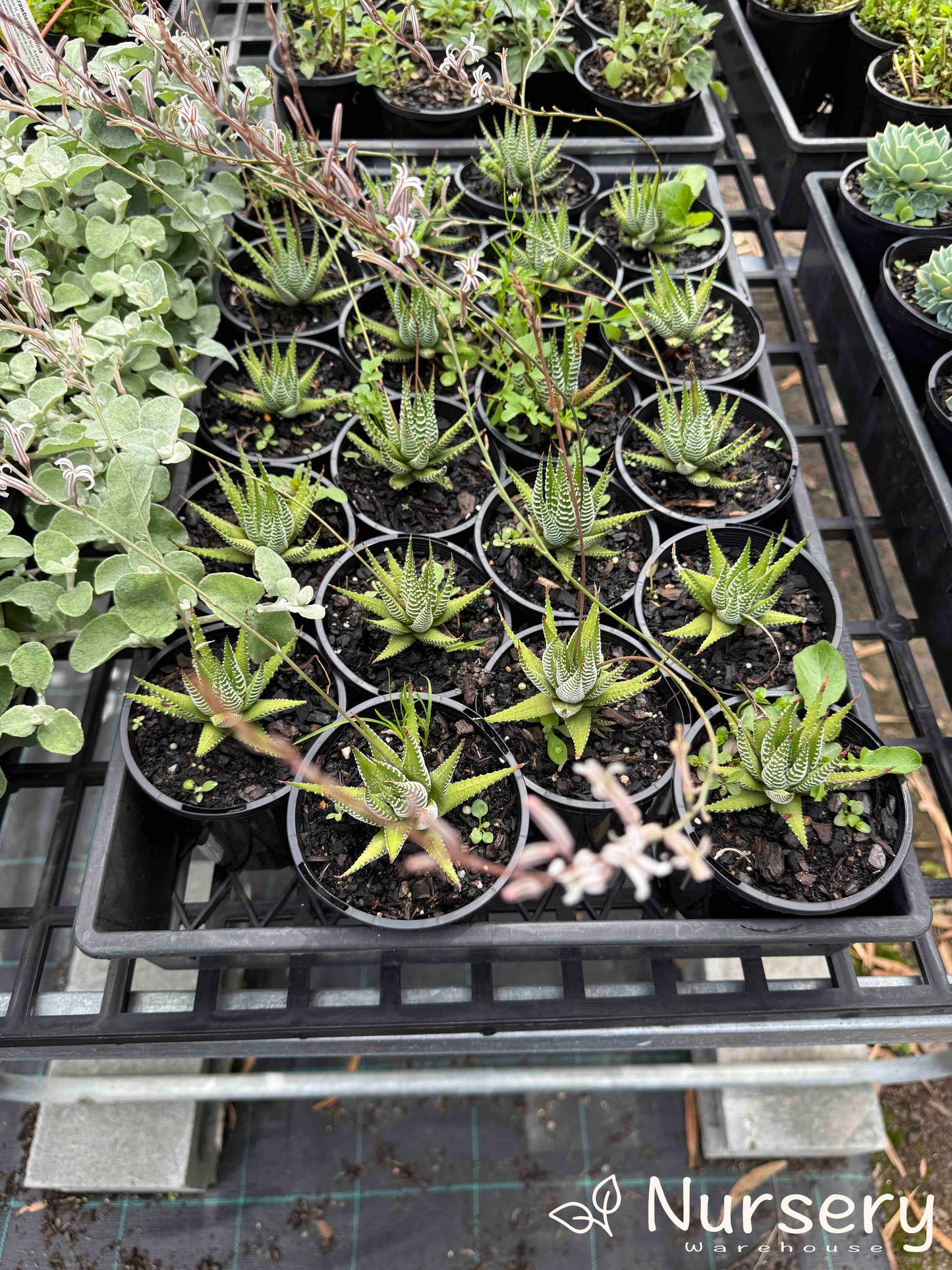 Tray of Haworthia Attenuata Variegata Verda plants in pots, ready for sale, displaying their decorative spiky green and white variegated foliage.
