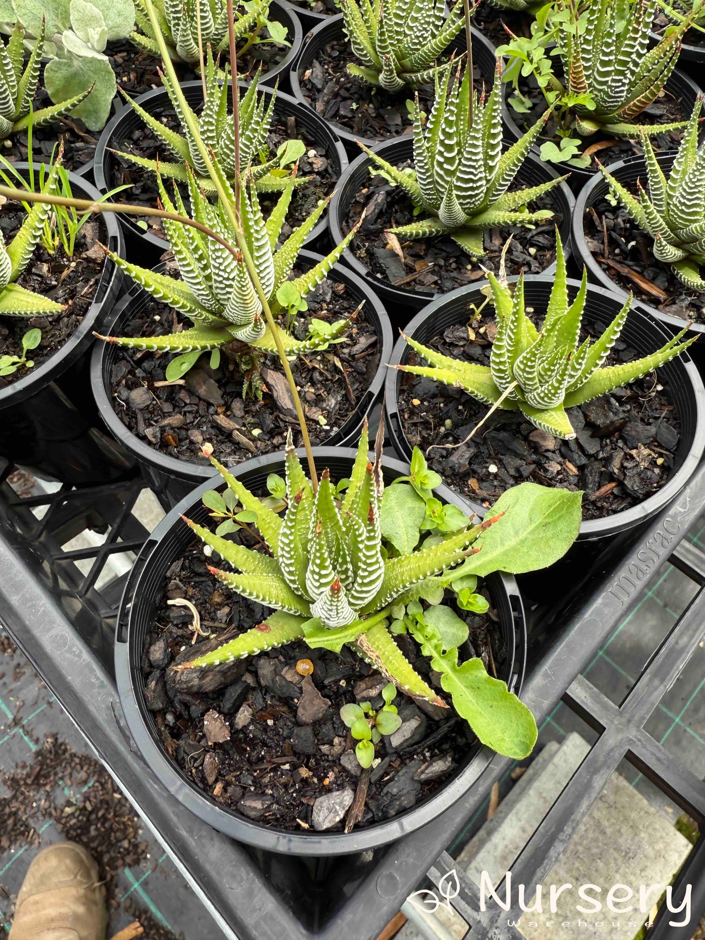 Haworthia Attenuata Variegata Verda plants in pots ready for sale, showcasing their striking green and creamy-white variegated, spiky foliage.