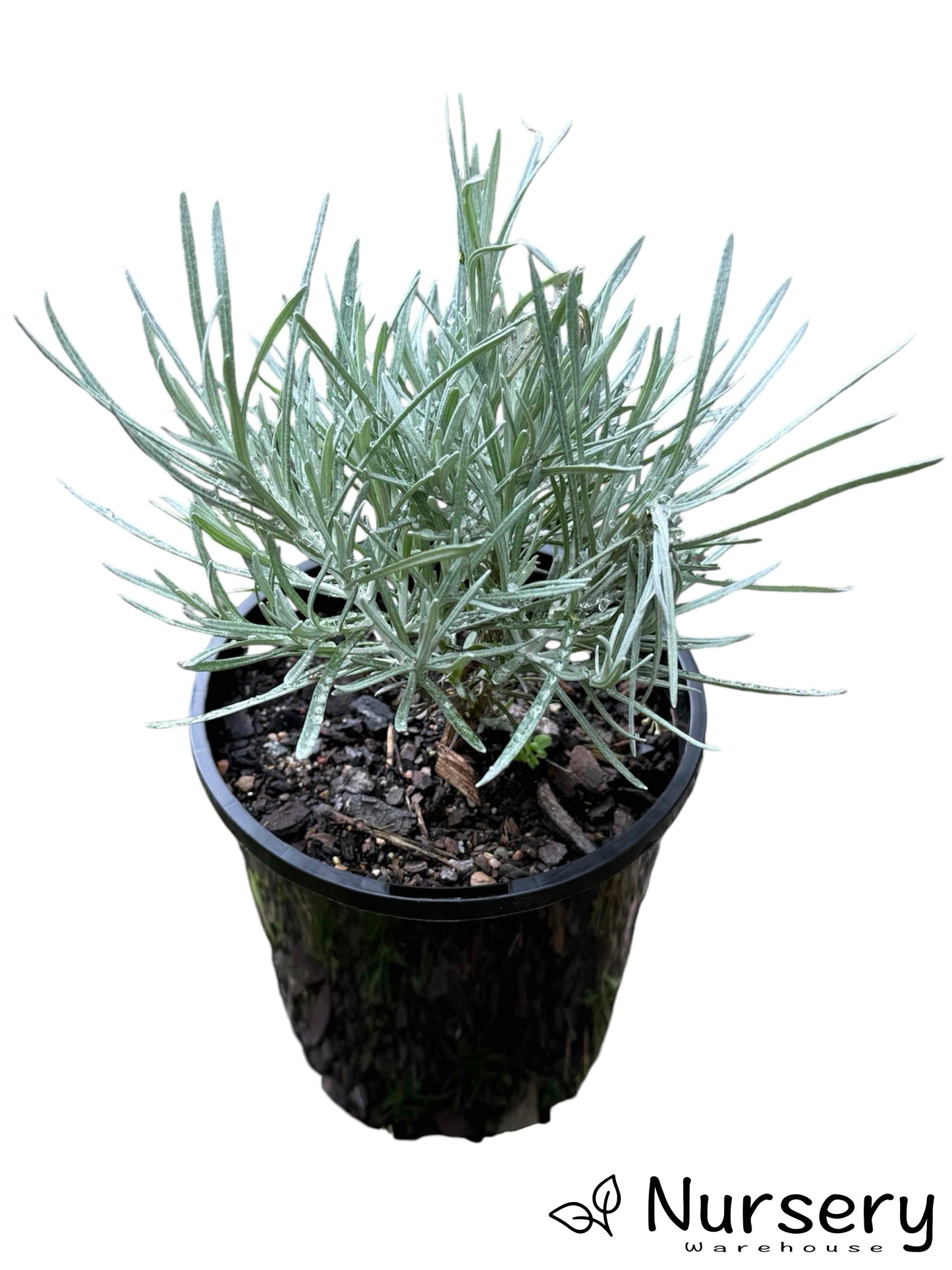 "Helichrysum Italicum (Curry Plant) in a 140mm pot, ready for sale with aromatic, silvery leaves."