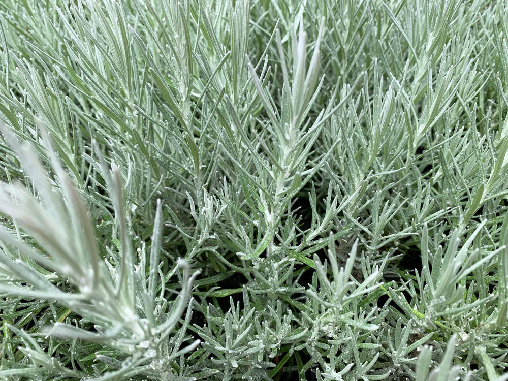 "Close-up of Helichrysum Italicum (Curry Plant) showcasing silvery-grey foliage."