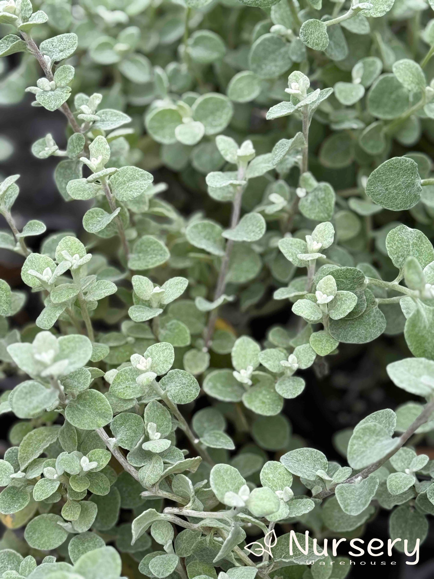 Helichrysum Petiolare (Licorice Plant)